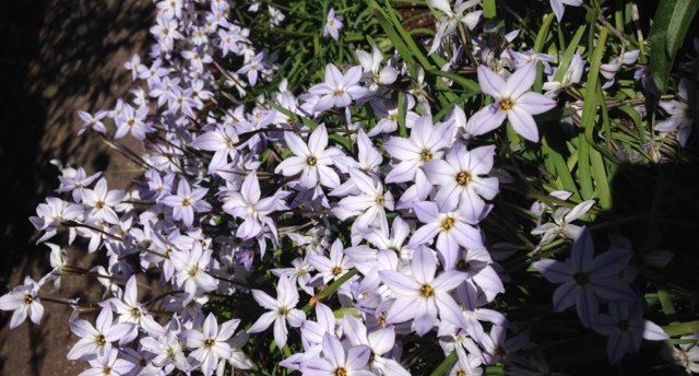 Brisbane Funeral Musicians-purple flowers